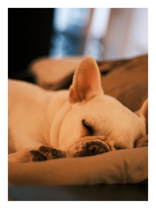 Affiche Chien - Zazou