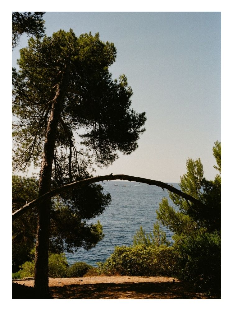Affiche Arbre - Presqu'île de Giens
